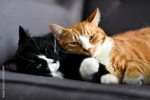 Cuadros en Lienzo Two cats cuddling together on a chair at home.