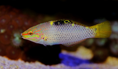 Wall Mural - Marble Wrasse - (Halichoeres hortulanus) 