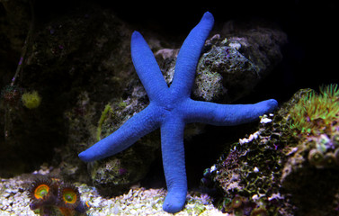 Poster - Blue Sea Star - (Linckia laevigata) 