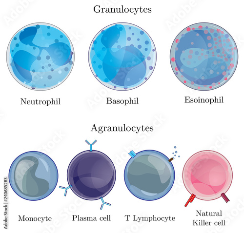 The Key To Blood Cell Identification Granulocytes And Agranulocytes - veqjjmd