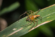 female lynx spider feeding on small fly on green leaf