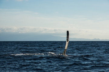 Canvas Print - Humpback whale cavorting in Bucerias Bay near Punta Mita, Nayarit, Mexico