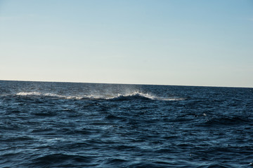 Canvas Print - Humpback whale cavorting in Bucerias Bay near Punta Mita, Nayarit, Mexico