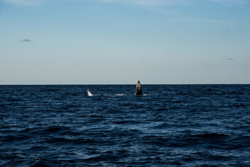 Canvas Print - Humpback whale cavorting in Bucerias Bay near Punta Mita, Nayarit, Mexico