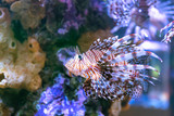 Fototapeta Do akwarium - The poison lion fish by the corals