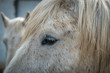 Eye of a dappled grey or white horse