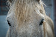 Eyes and forelock of a dappled white horse