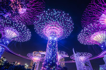 Night View Of Supertrees At Gardens By The Bay. The Tree-like Structures Are Fitted With Environmental Technologies That Mimic The Ecological Function Of Trees..