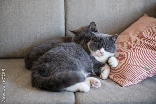 Fotografie, Obraz Two British short-haired cats hold together to sleep