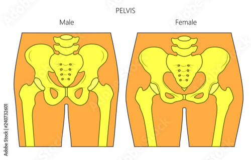 Vector Illustration Of A Human Pelvis Difference In Anatomy Of Male And Female Pelvis Front View Of Pelvis For Advertising And Medical Publications Stock Vector Adobe Stock