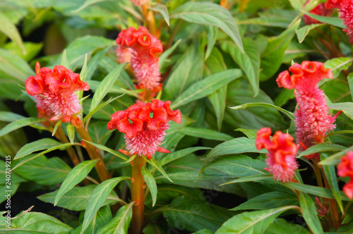 Fotografie, Obraz Cockscomb celosia or cockscomb red flowers with green