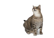 © wip-studio - cat sitting against white background