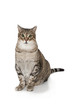 © wip-studio - cat sitting in front of white background