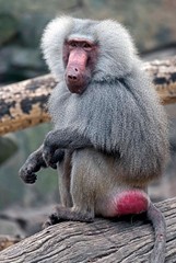 hamadryas baboon male. latin name - papio hamadryas