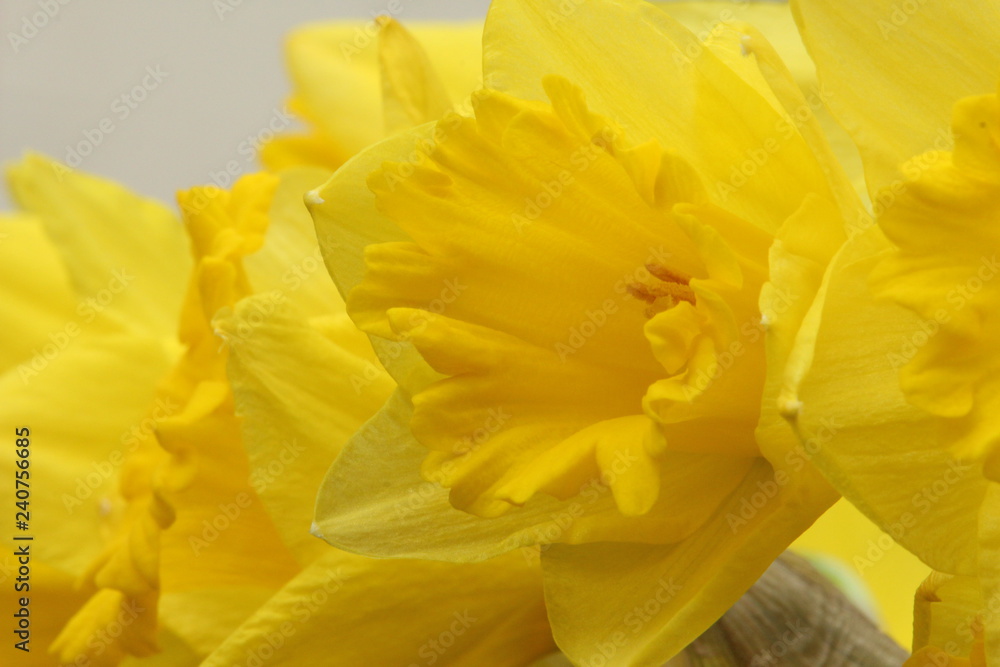 A close up photograph of a daffodil head, national flower of Wales, St David's Day - obrazy, fototapety, plakaty 