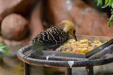 Yellow And Grey Woodpecker Standing Next To A Metal Tray Eating Fruit