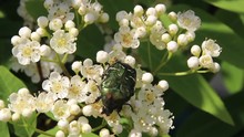 May Beetle Sitting On Flowers Of Mountain Ash. Flowers Sway In The Light Summer Wind