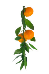 Branch with three fresh ripe mandarins with leaves