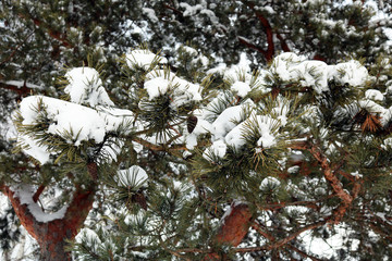 Wall Mural - pine in the snow