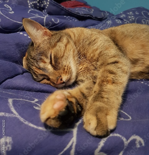 Chat Qui Dort Sur La Couette Du Lit Buy This Stock Photo And Explore Similar Images At Adobe Stock Adobe Stock