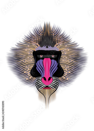 Mandrill Affengesicht Auf Weissem Grund Adobe Stock でこのストックイラストを購入して 類似の イラストをさらに検索 Adobe Stock