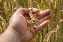 A Farmer Checks His Crop With His Hands On His Field
