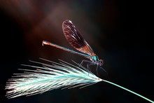 Beautiful Nature Scene Dragonfly. 