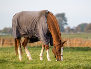 Wall Mural - horse grazing in the meadow