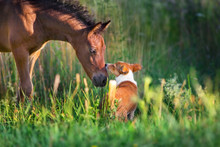 Horse Play With Dog Outdoor Free