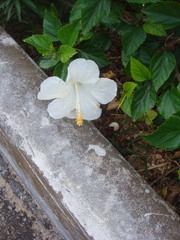 Wall Mural - white flower coral wall