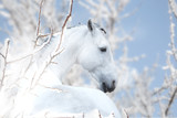 Fototapeta Konie - White horse stay on the winter background