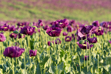 Wall Mural - Purple poppy in the bloom on the field in the spring, Czech republic