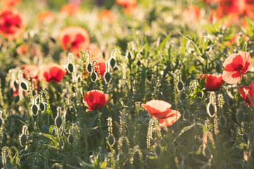 Wall Mural - Red opium poppy in the bloom on the field in the spring, Papaver somniferum, Czech Republic