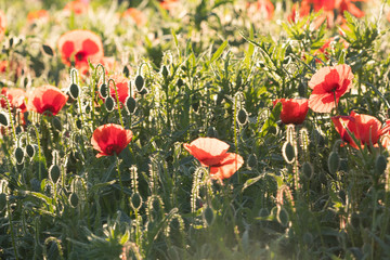 Wall Mural - Red opium poppy in the bloom on the field in the spring, Papaver somniferum, Czech Republic