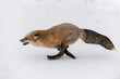© geoffkuchera - Red Fox (Vulpes vulpes) Runs Left Full Out Winter
