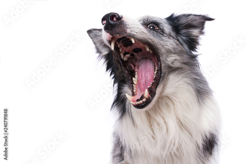 Cuadros en Lienzo Border Collie catches a treat isolated on white background