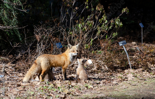 Renard Roux Mere Et Bebe Stock Photo Adobe Stock