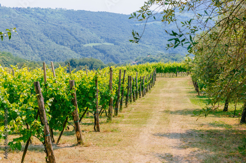 Fotografie, Obraz Rows of grapevines in a vineyard, near Padua, Italy