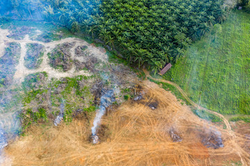 Wall Mural - Aerial drone view of rainforest being burnt and cleared to make way for palm and rubber plantations