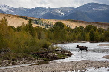 Moose crossing a river