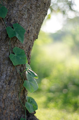 Wall Mural - abstract nature green bokeh soft light background.