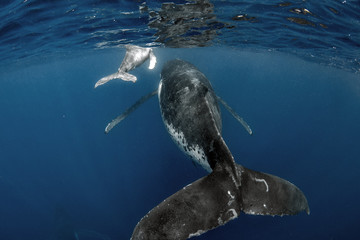  Whale and calf