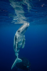 whale calf