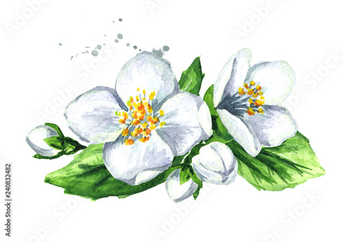 Photographie White jasmine flowers