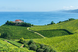 Fototapeta Pomosty - Txakoli vineyards with Cantabrian sea in the background, Getaria in Basque Country, Spain