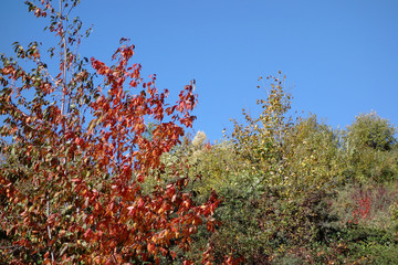 Autumn colored bushes 2