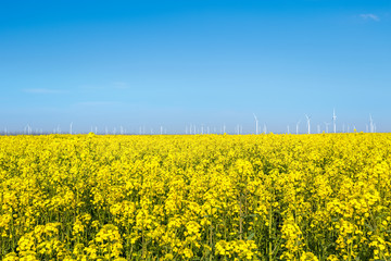 Wall Mural - wind farm and rapeseed flower field