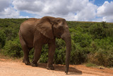 Fototapeta  - Large elephants passing by at close range in Addo Elephant Park, South Africa