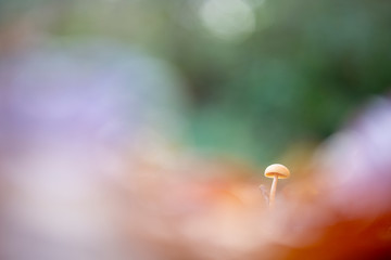 Mushrooms autumn 2018