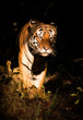 Bengal tiger emerging from shadows into bright sunlight